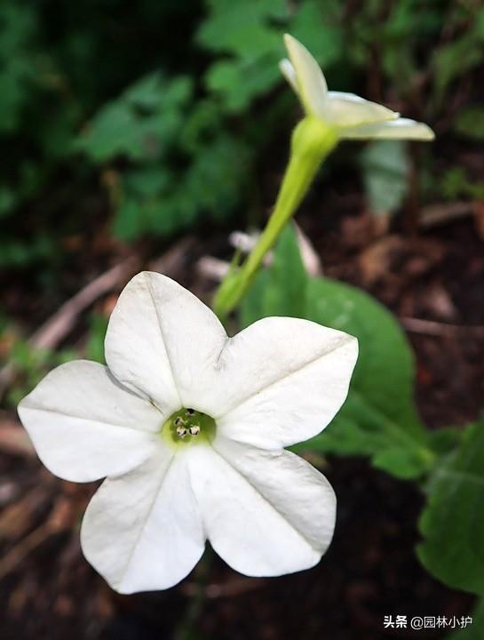 烟草花什么时候开花（有关烟草花花期养护）