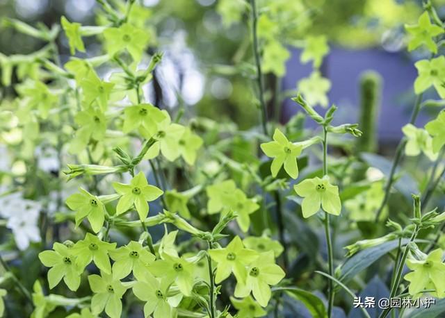 烟草花什么时候开花（有关烟草花花期养护）