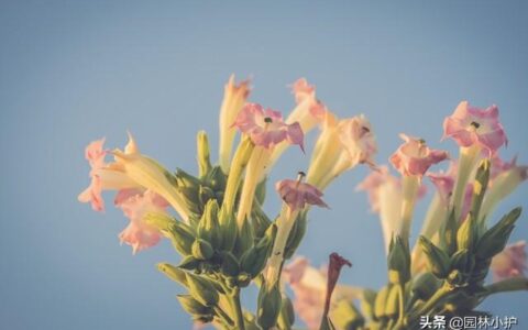 烟草花什么时候开花（有关烟草花花期养护）