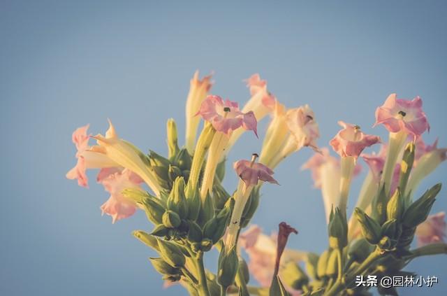 烟草花什么时候开花（有关烟草花花期养护）