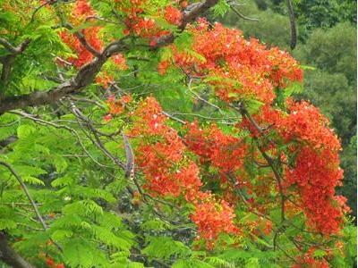 凤凰花什么季节开（关于凤凰花的开花时间）