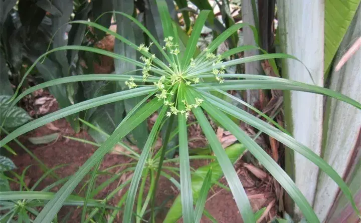 常见的水生植物有哪些（十种水生植物品种大全）