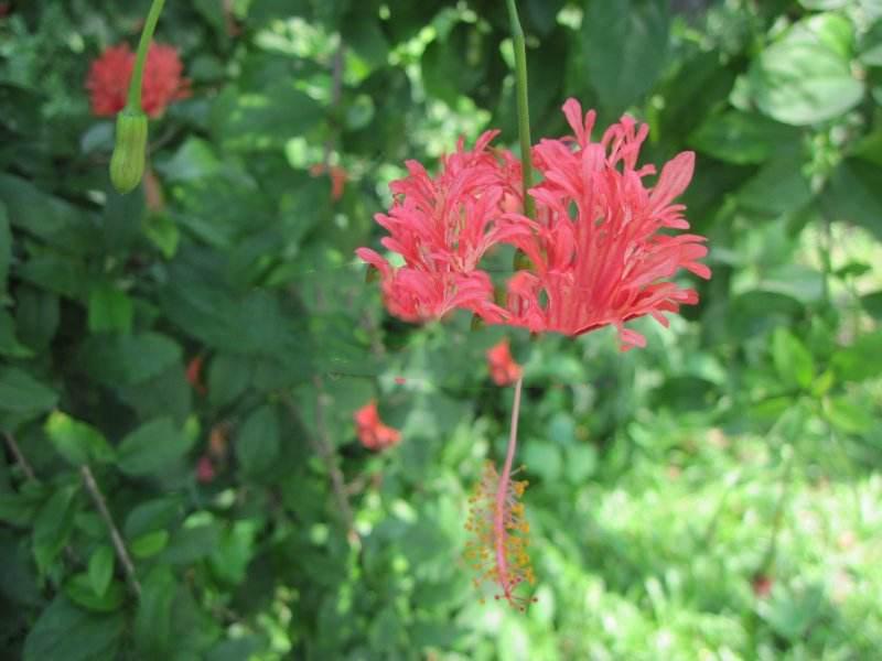 凤尾草花怎么养（凤尾花的养殖方法和注意事项）