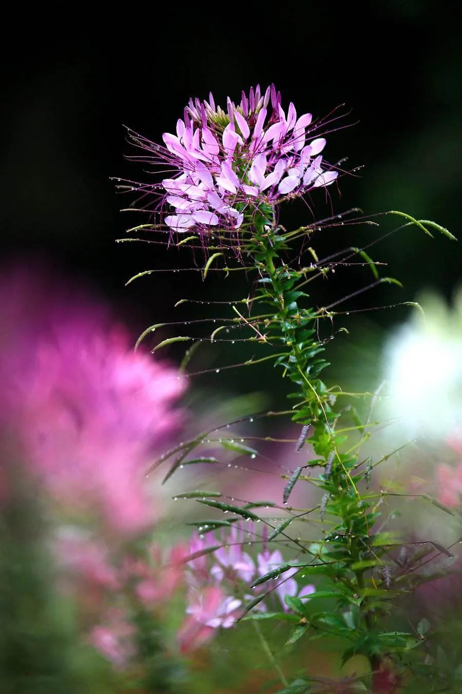 4月开的花有哪些（盘点四月最具有代表性的花）