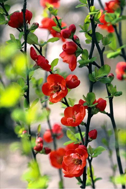 4月开的花有哪些（盘点四月最具有代表性的花）