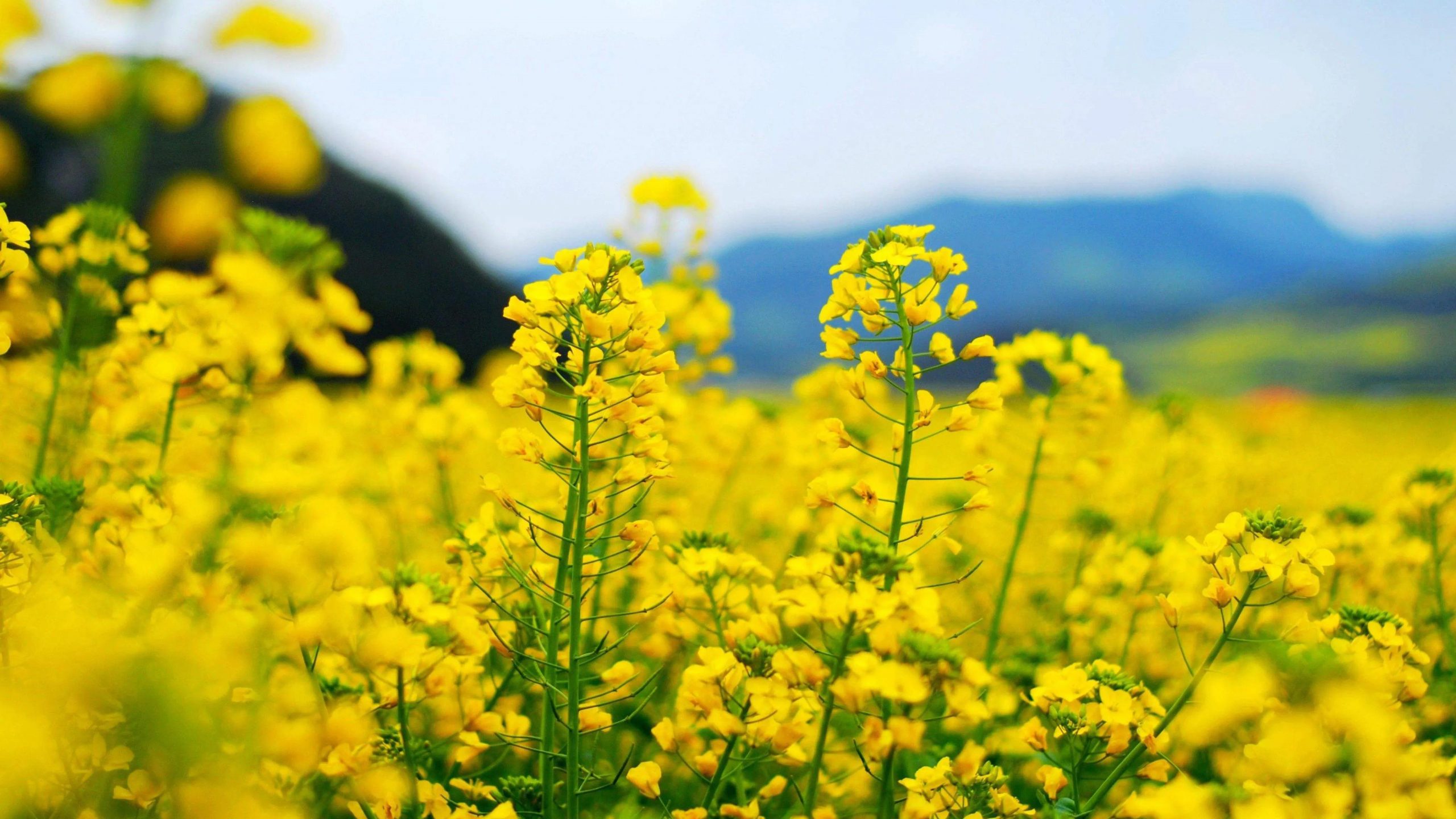 4月开的花有哪些（盘点四月最具有代表性的花）