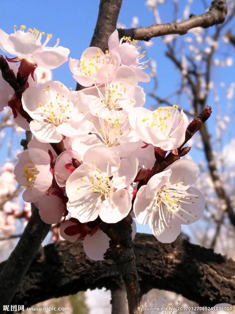 4月开的花有哪些（盘点四月最具有代表性的花）