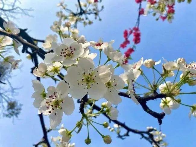 4月开的花有哪些（盘点四月最具有代表性的花）