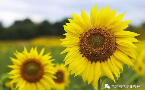 向日葵插花怎么养（详解向日葵养护要点）