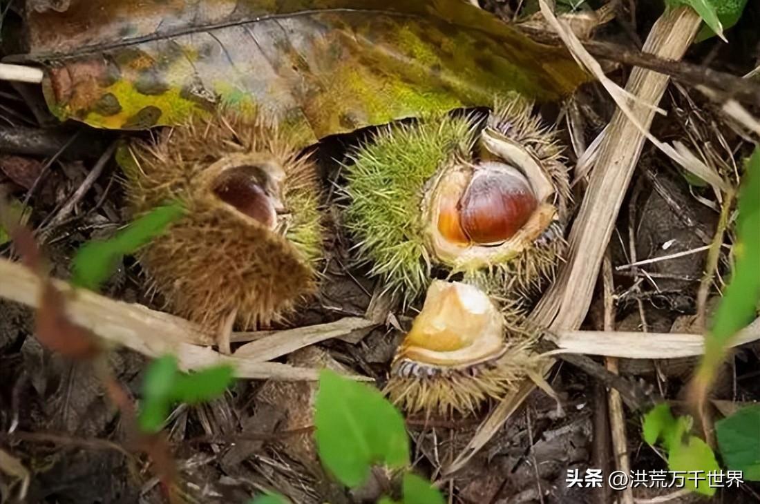 哪些植物传播种子方法（盘点十种植物传播方式）