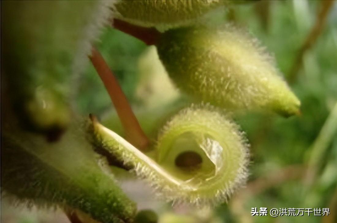 哪些植物传播种子方法（盘点十种植物传播方式）