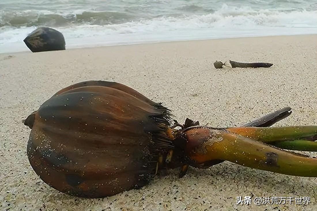 哪些植物传播种子方法（盘点十种植物传播方式）