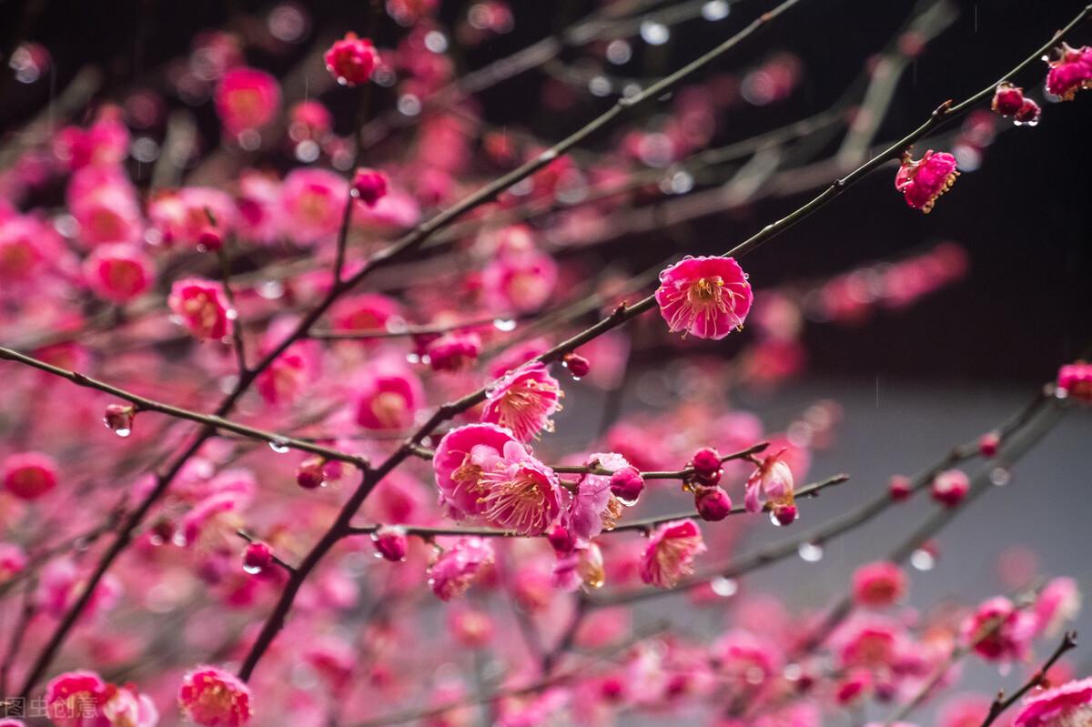 梅花的寓意是什么意思（梅花的含义和象征）