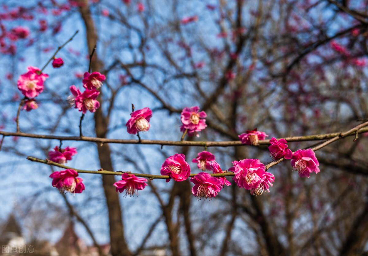 梅花的寓意是什么意思（梅花的含义和象征）