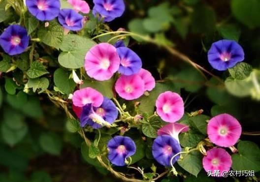 牵牛花种子怎么种（牵牛花种子的种植方法和时间）