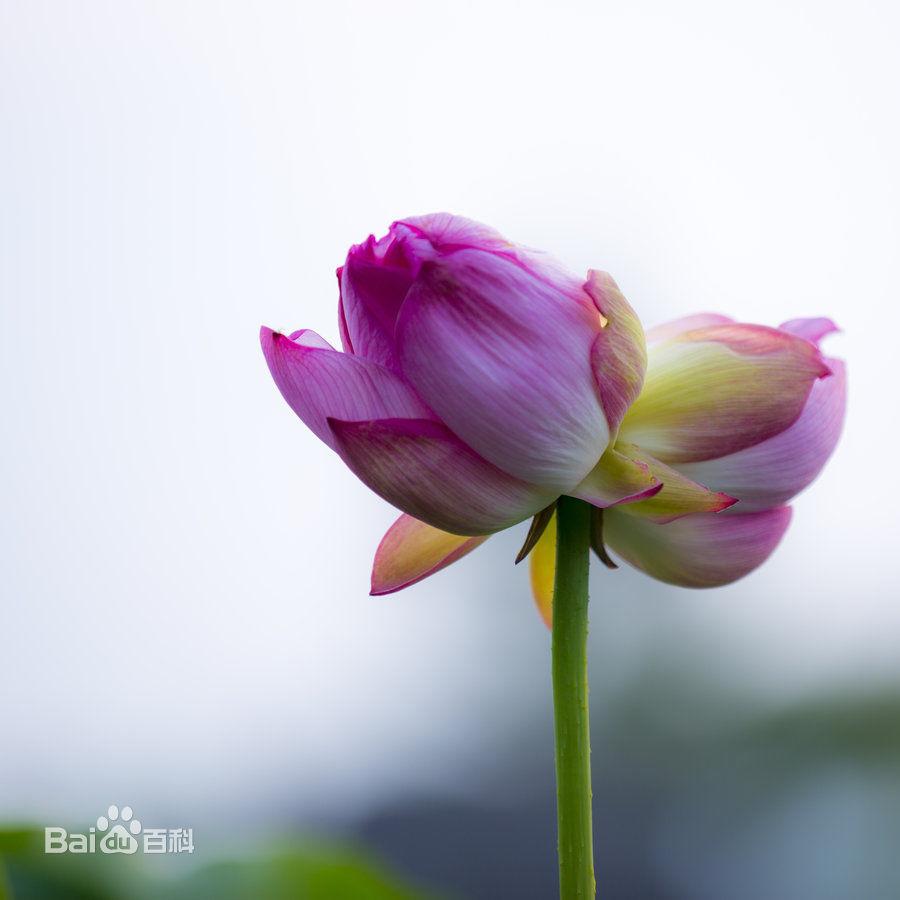 象征爱情的花有哪些（盘点十种表达爱意的花卉）