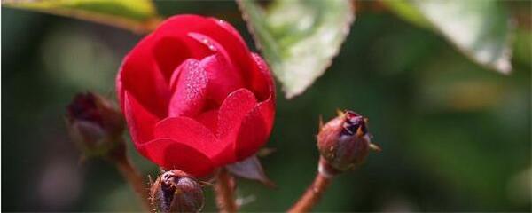 月季花如何种植（月季花栽培技术要点）