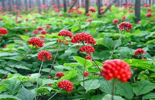 西洋参怎么种植（西洋参种植技术与栽培管理）