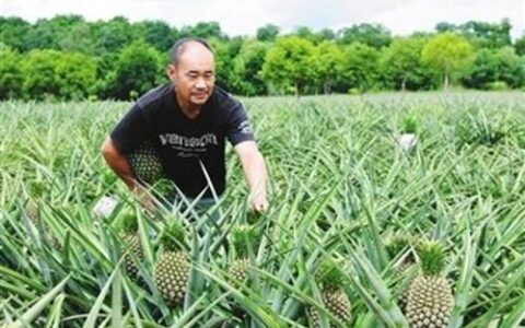 菠萝怎么种植（菠萝的种植方法和技术）