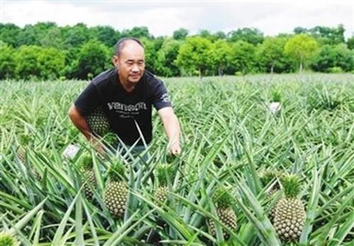 菠萝怎么种植（菠萝的种植方法和技术）