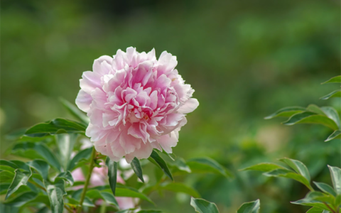 芍药的花语是什么（芍药寓意和象征意义）