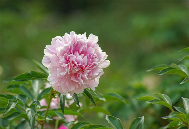 芍药的花语是什么（芍药寓意和象征意义）