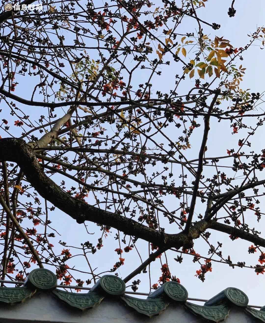 木棉花的花语是什么（了解木棉花的象征意义）