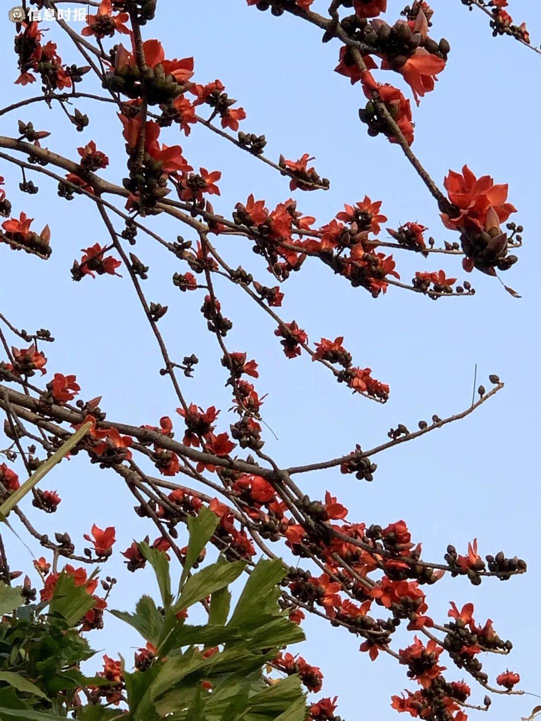 木棉花的花语是什么（了解木棉花的象征意义）