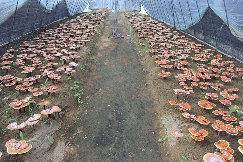 灵芝如何种植（灵芝种植技术与栽培管理）