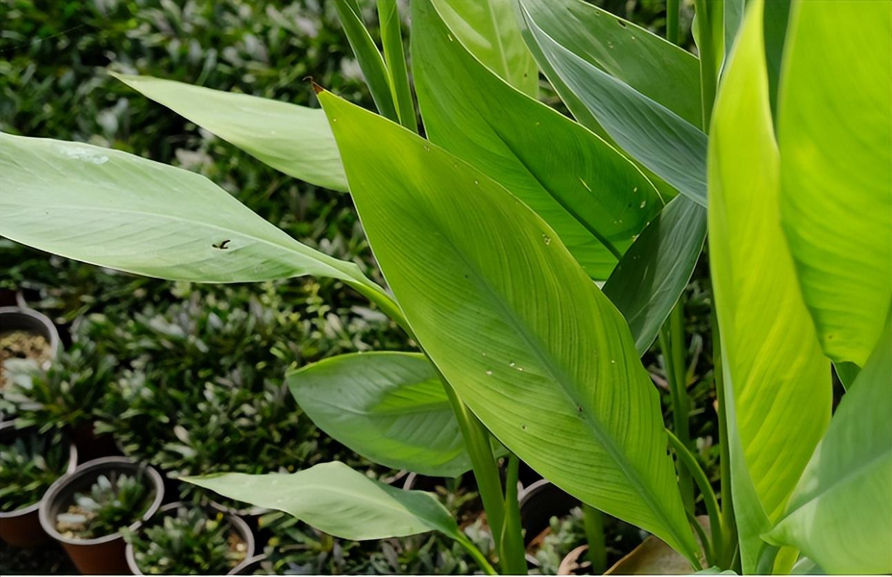 常见的草本植物有哪些（盘点5个常见的草本植物）