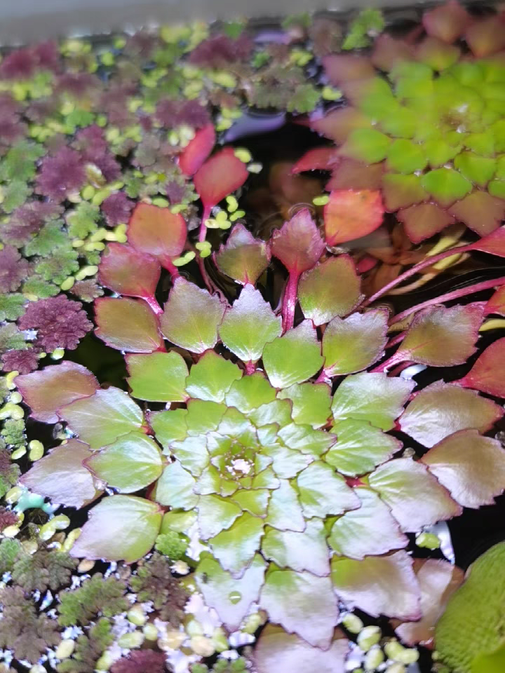 十种常见的挺水植物（小型挺水植物介绍）