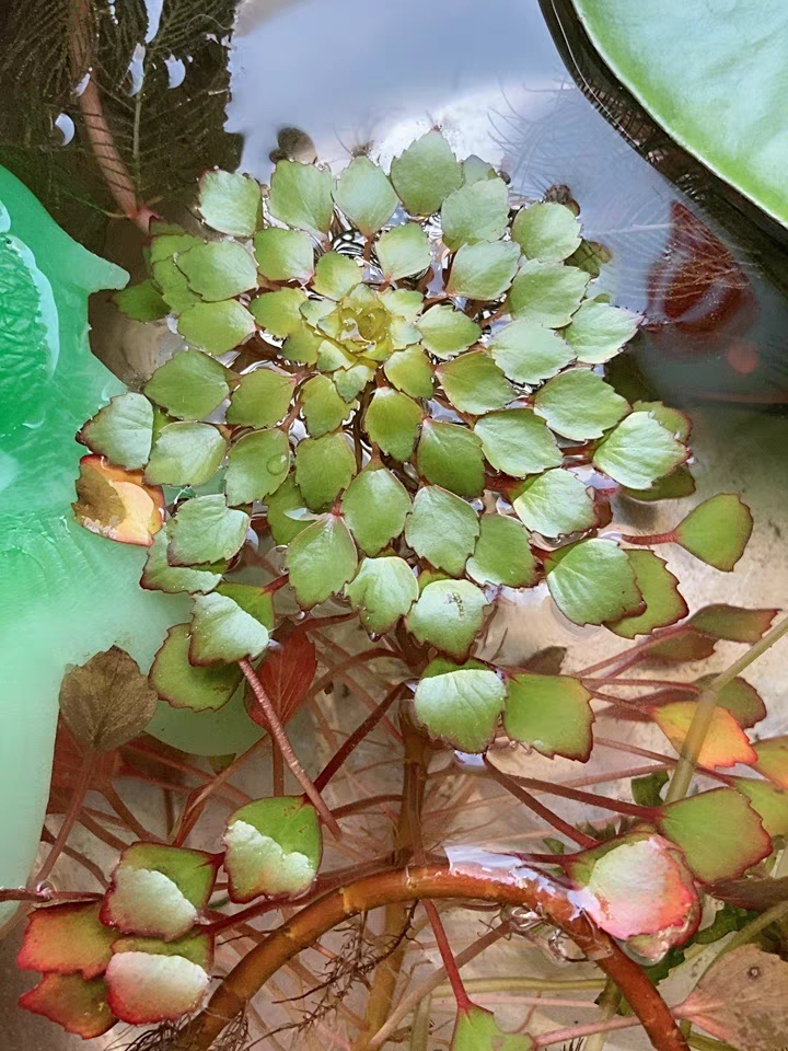 十种常见的挺水植物（小型挺水植物介绍）