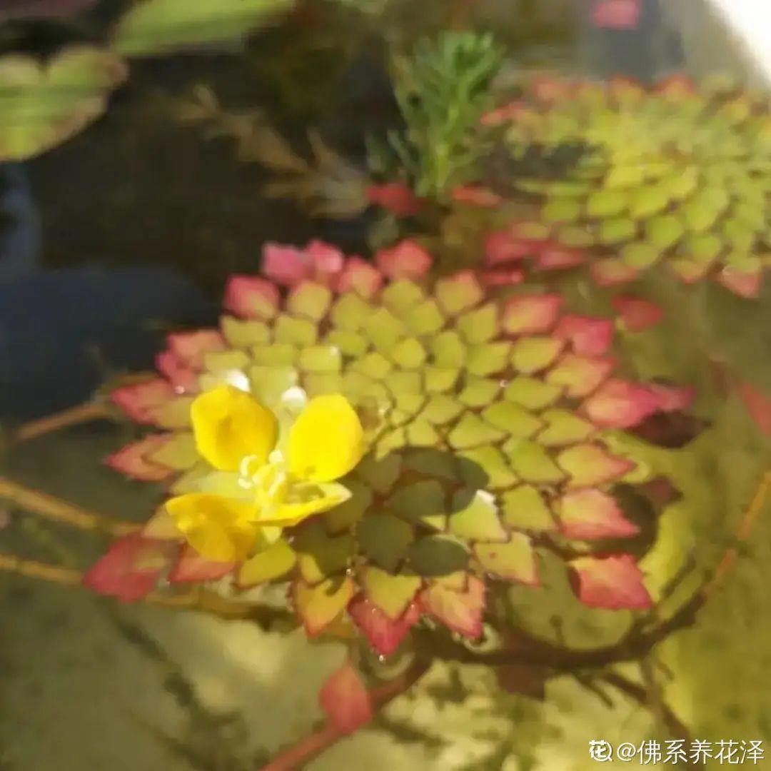 十种常见的挺水植物（小型挺水植物介绍）