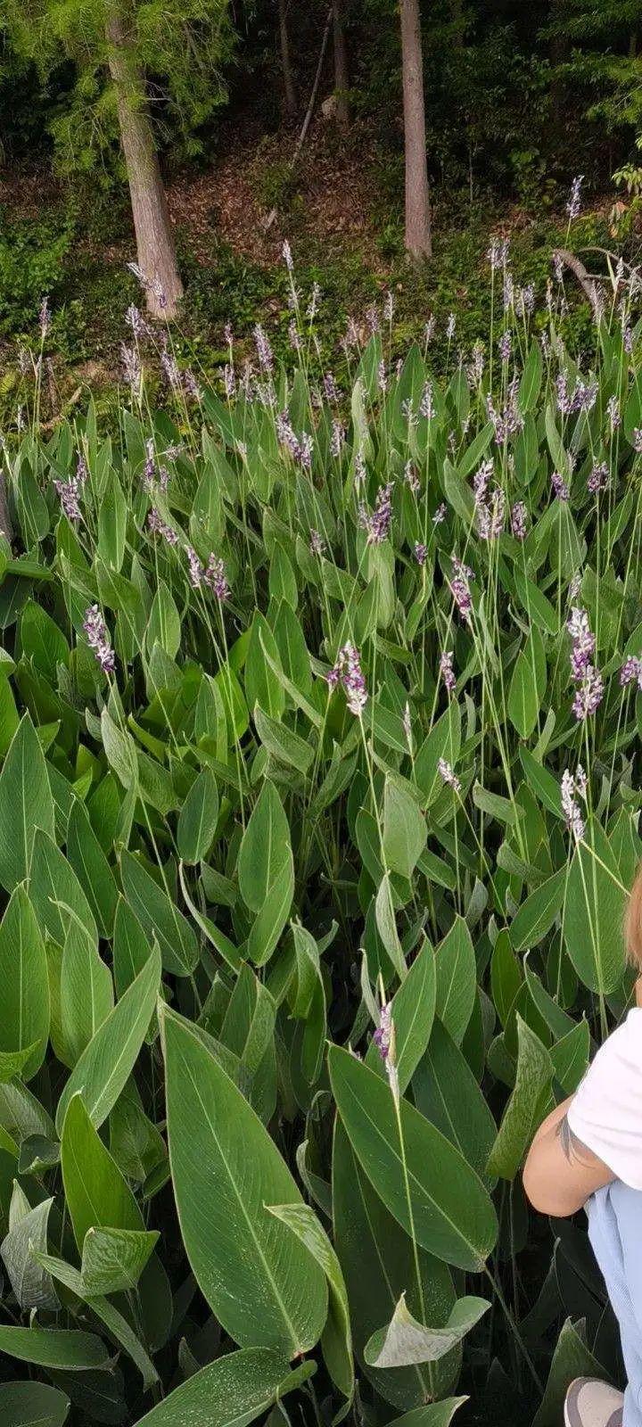 十种常见的挺水植物（小型挺水植物介绍）