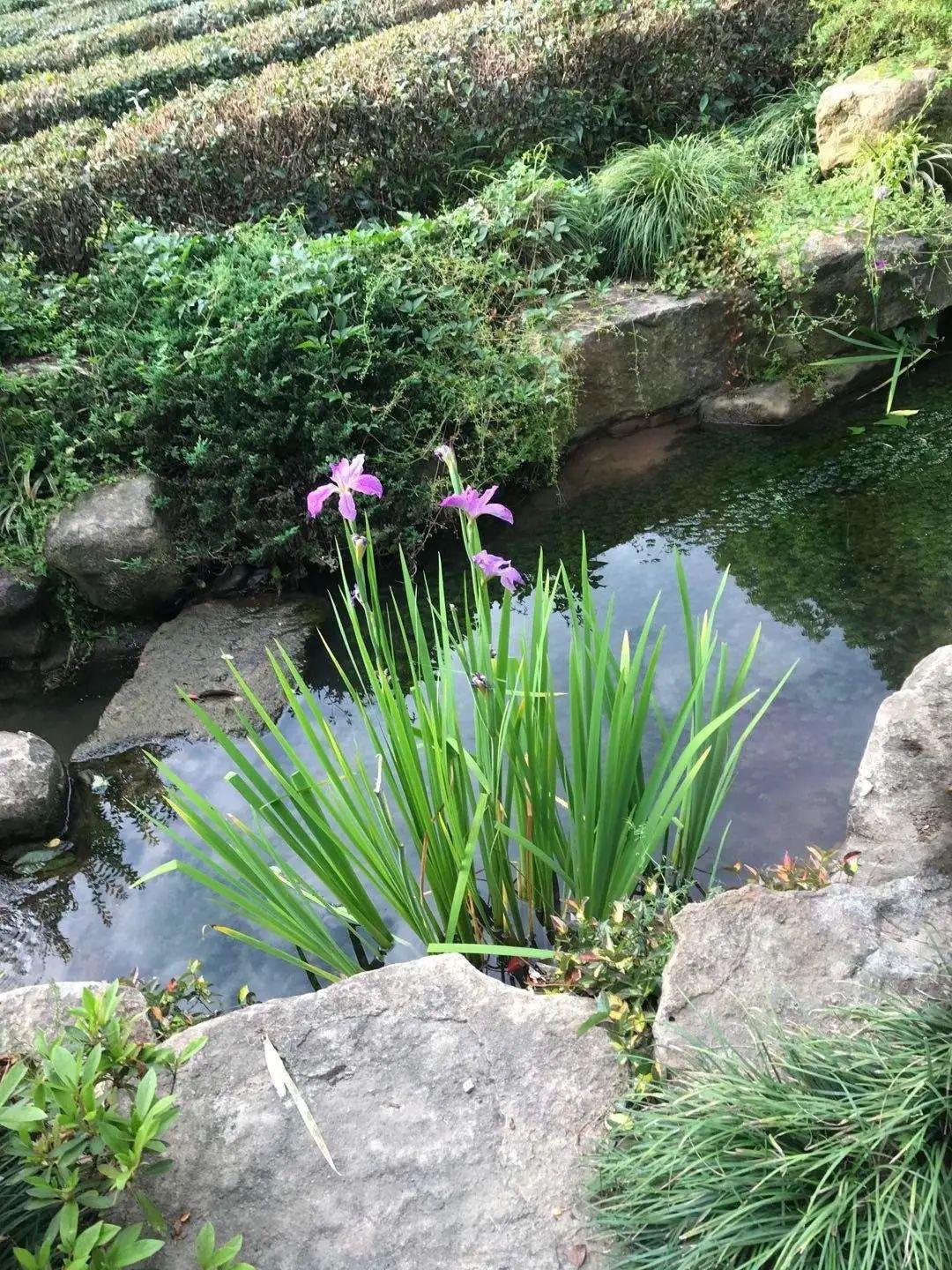 十种常见的挺水植物（小型挺水植物介绍）