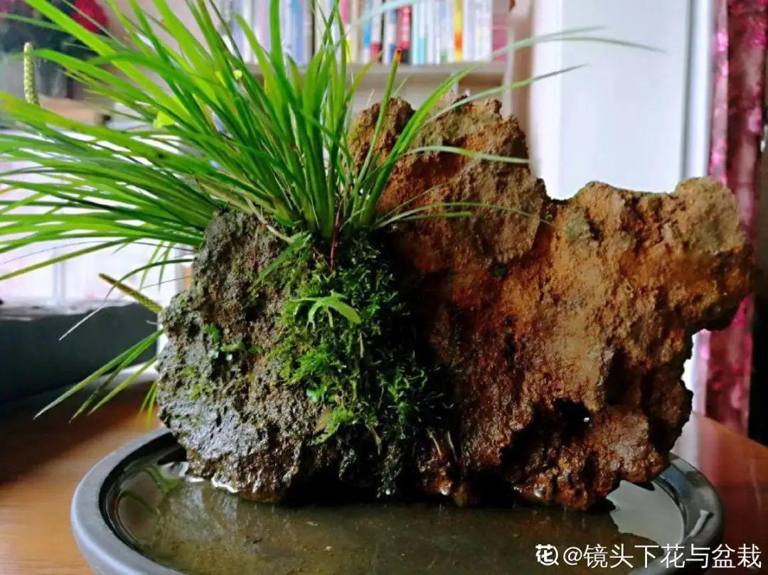 十种常见的挺水植物（小型挺水植物介绍）