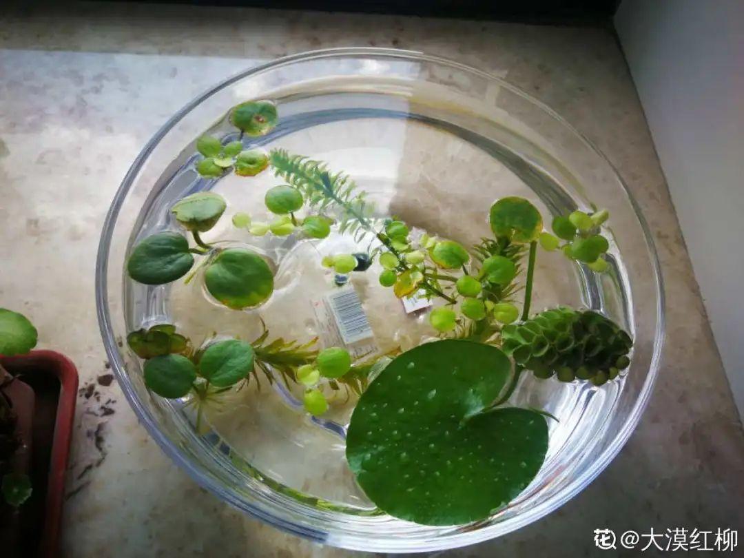 十种常见的挺水植物（小型挺水植物介绍）