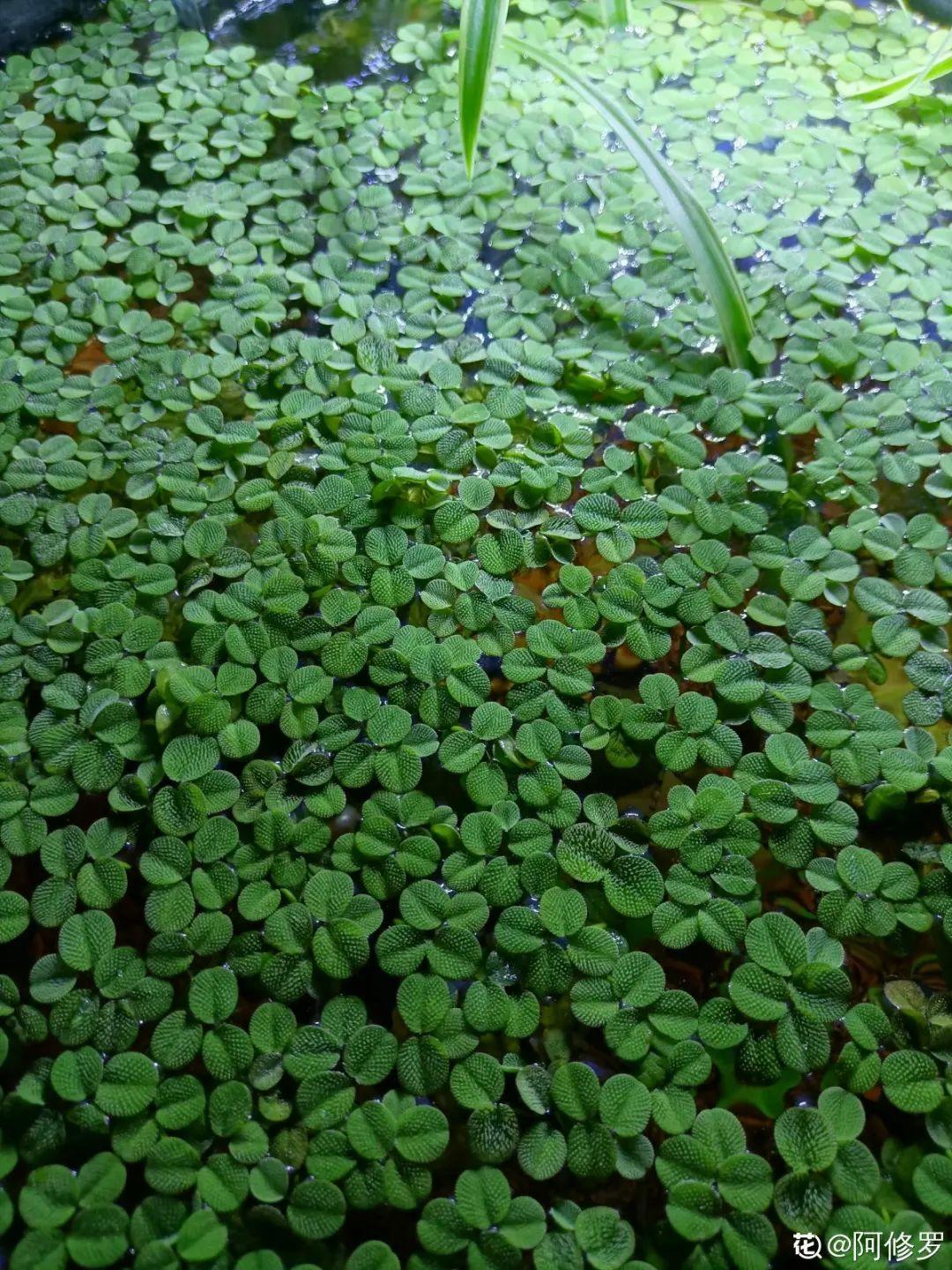 十种常见的挺水植物（小型挺水植物介绍）