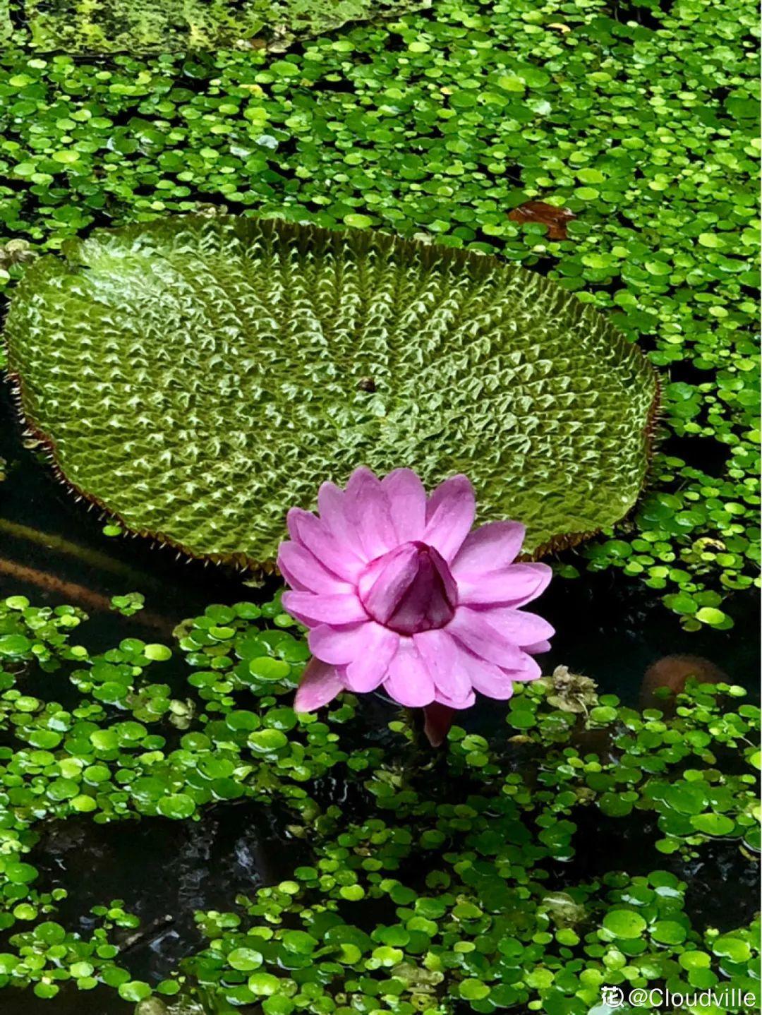 十种常见的挺水植物（小型挺水植物介绍）