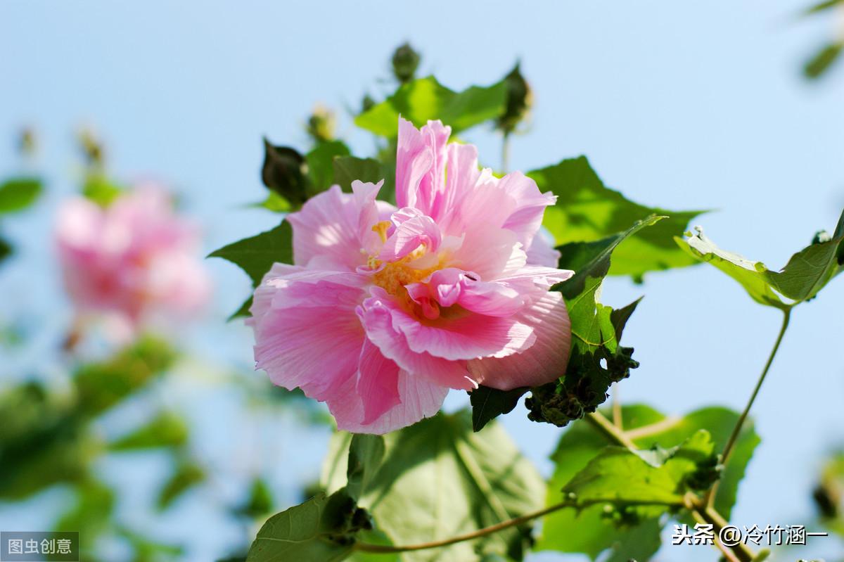 属于秋天的花有哪些（秋天常见的花介绍）