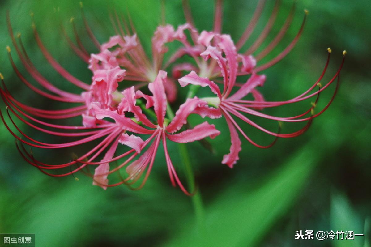 属于秋天的花有哪些（秋天常见的花介绍）