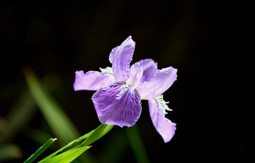 鸢尾花的寓意是什么（关于鸢尾花的花语）