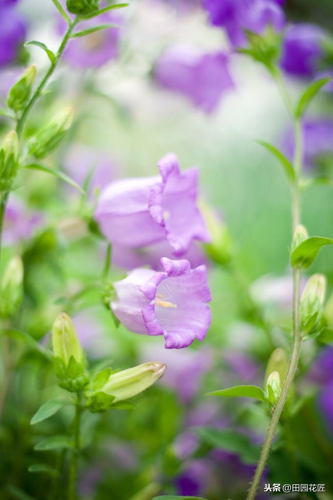 风铃花如何养殖（风铃花种植方法和时间）