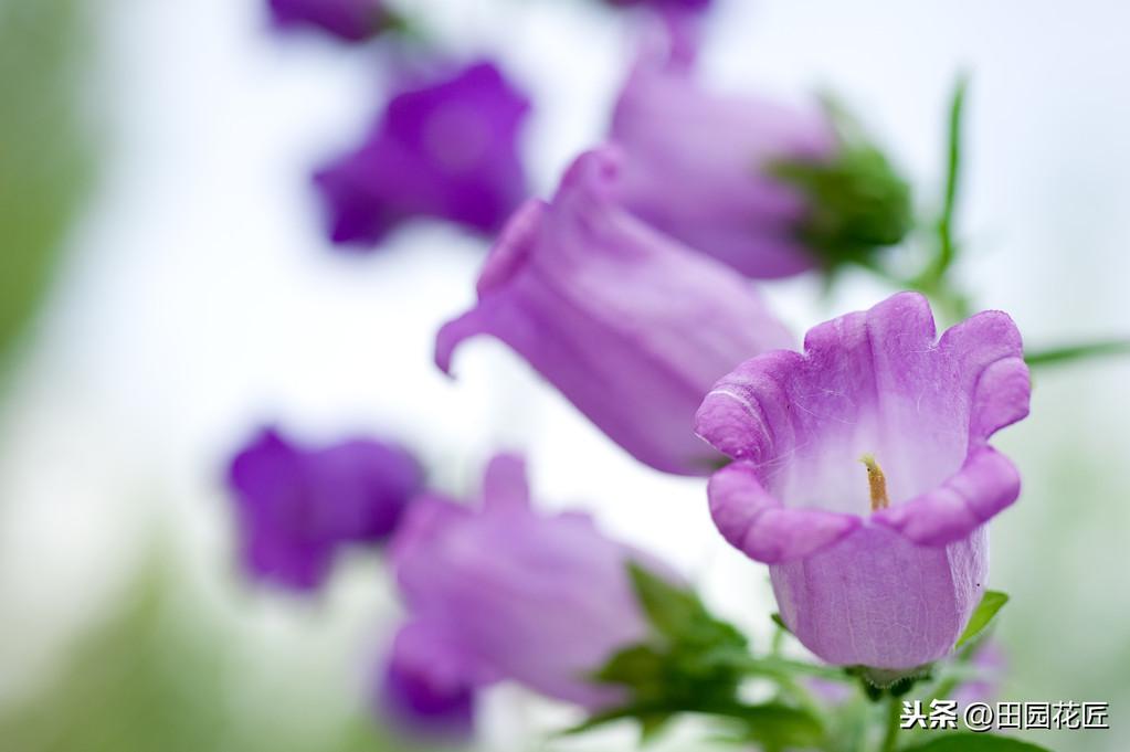 风铃花如何养殖（风铃花种植方法和时间）