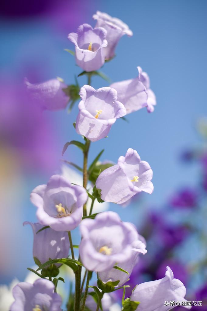 风铃花如何养殖（风铃花种植方法和时间）