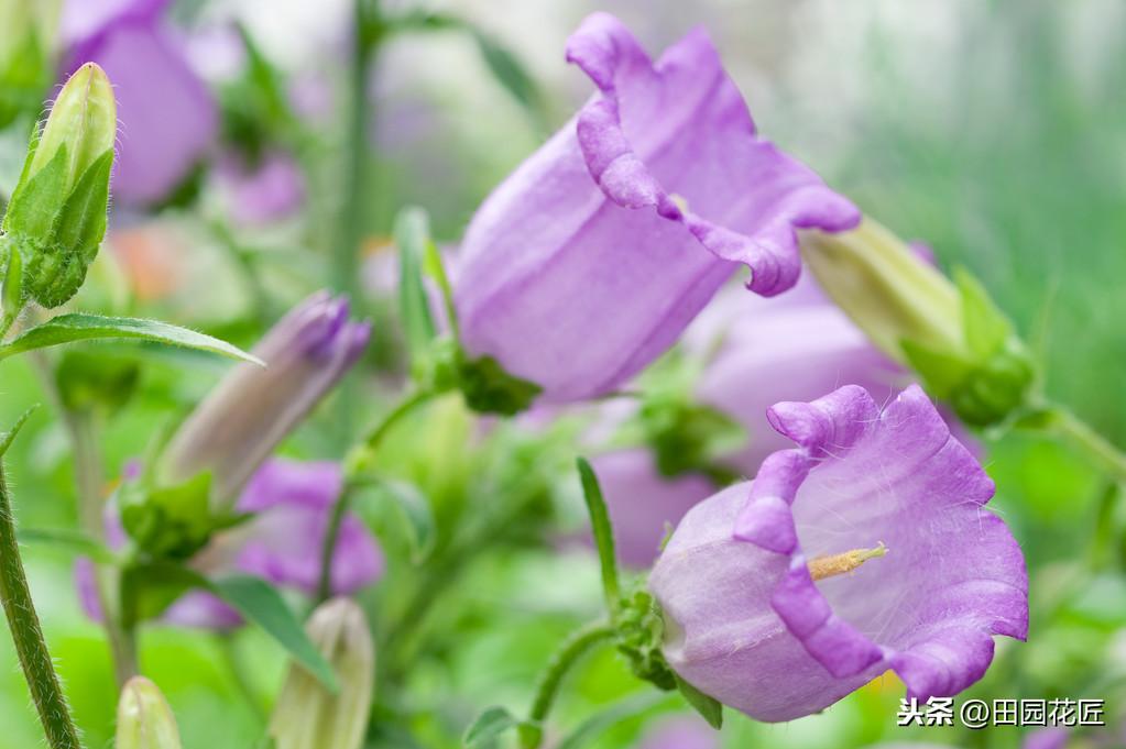 风铃花如何养殖（风铃花种植方法和时间）