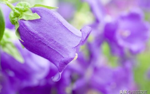 风铃花如何养殖（风铃花种植方法和时间）