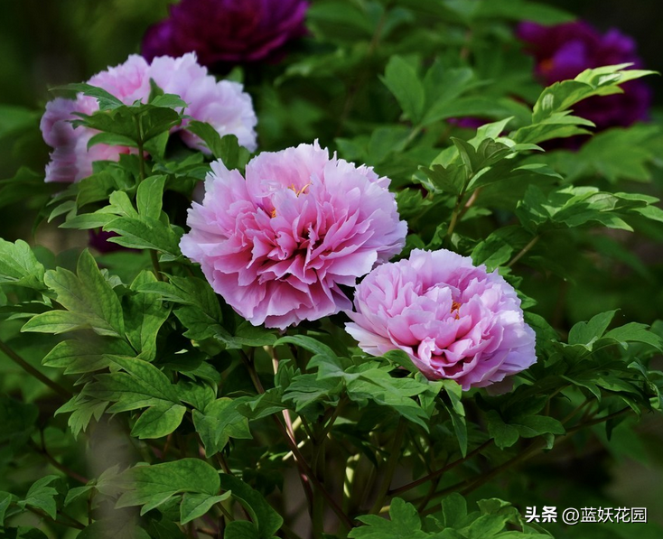 最香的花有哪些（十大公认好闻的花香）