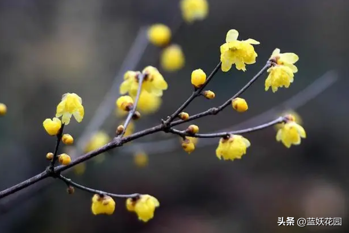 最香的花有哪些（十大公认好闻的花香）