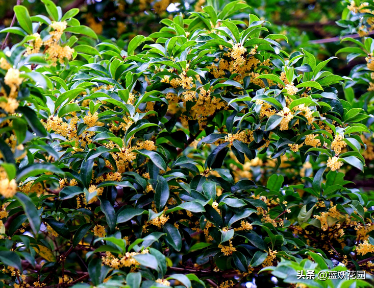 最香的花有哪些（十大公认好闻的花香）